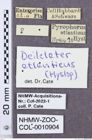 Etikette zu Deilelater atlanticus (NHMW-ZOO-COL-0010904)